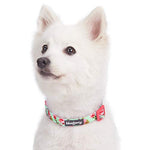 Floral Rose Print Turquoise Adjustable Dog Collar