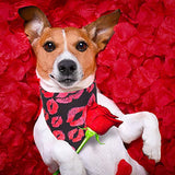 Valentine's Day Dog Bandana